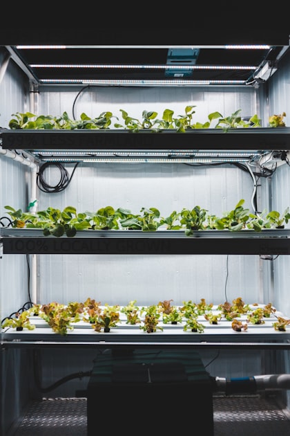 Understanding Microalgae Growth Phases